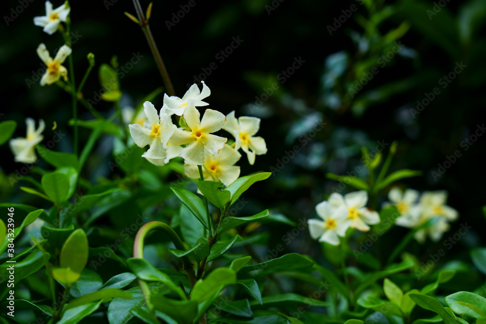 テイカカズラの芳香がある白い花が咲く テイカカズラの芳香がある白い花が咲く