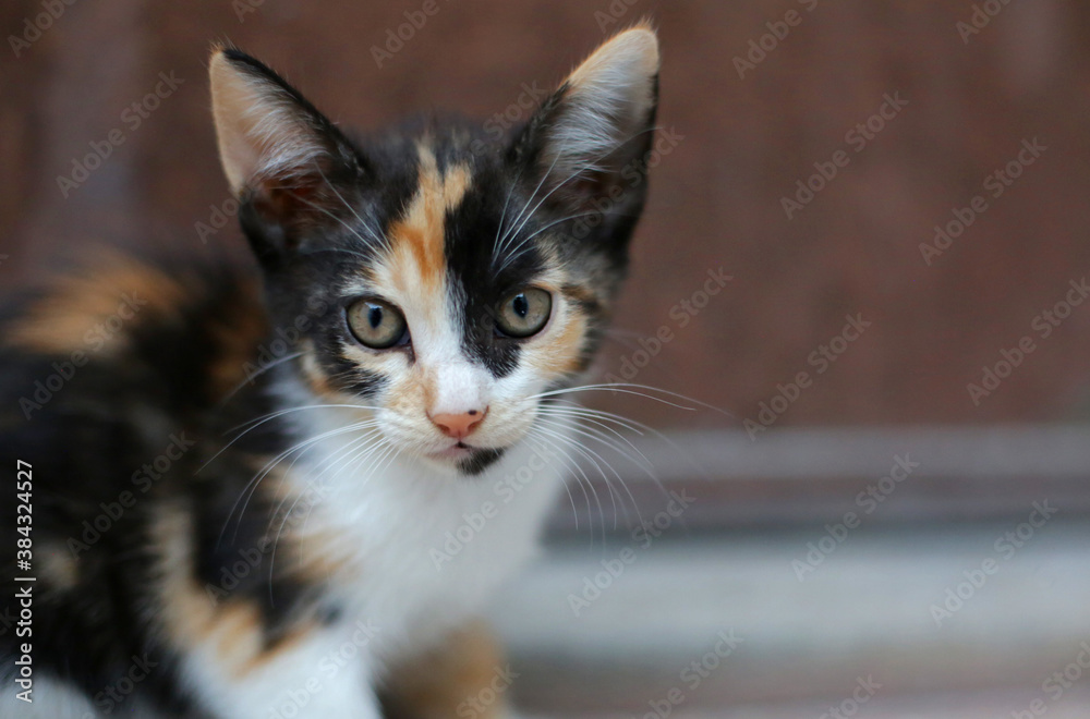 Cute calico kitten adorable cat