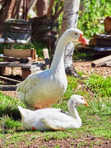 domestic geese are resting in the grass
