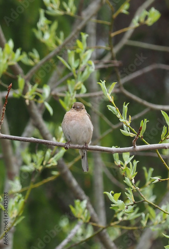 finch on tree branches in forest