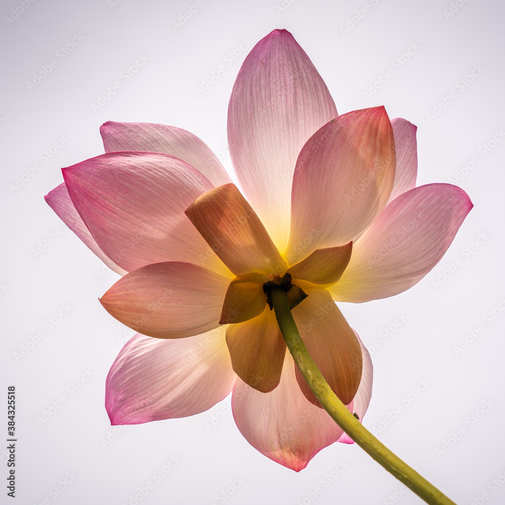 Low angle closeup view of isolated backlit pink lotus flower against bright sky Low angle closeup view of isolated backlit pink lotus flower against bright sky