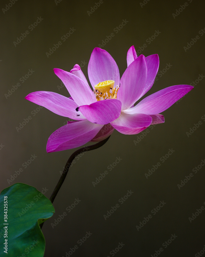 Closeup view of bright pink lotus nelumbo nucifera flower blooming in sunlight isolated on dark background Closeup view of bright pink lotus nelumbo nucifera flower blooming in sunlight isolated on dark background