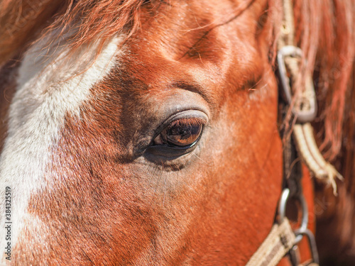 portrait of a red horse