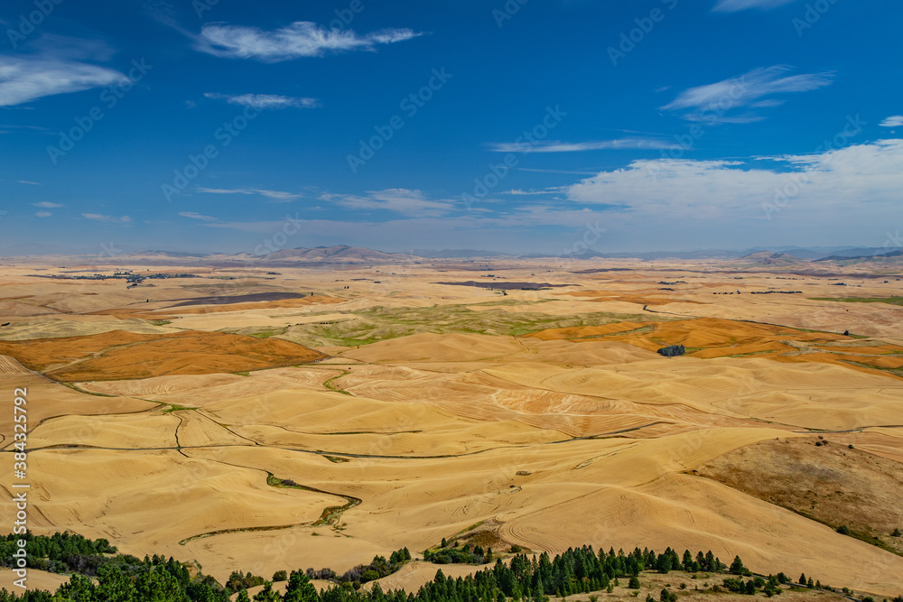 Amazing yellow hills. Plowed fields, an incredible drawing of the earth. Steptoe Butte State Park, Eastern Washington, in the northwest United States.