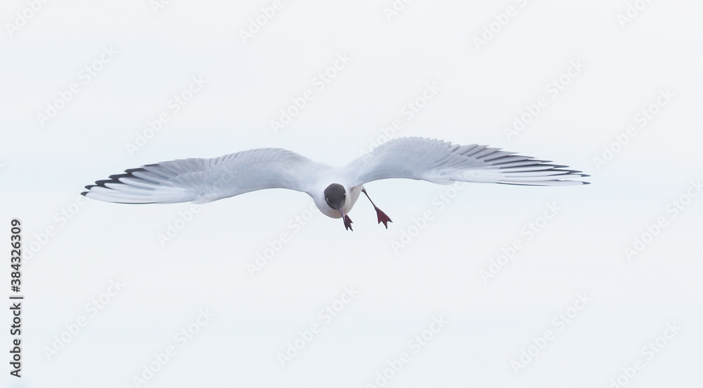 Fototapeta premium bird seagull flying in the sky
