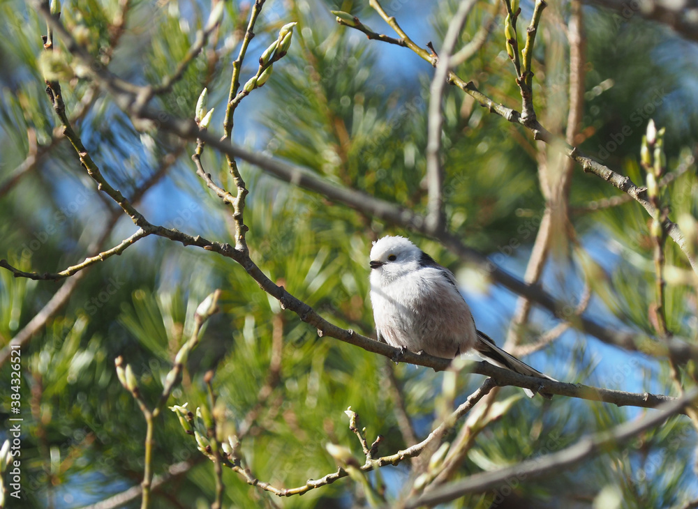 long-tailed tit on twigs in the forest long-tailed tit on twigs in the forest