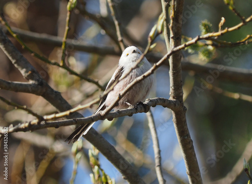 long-tailed tit on twigs in the forest