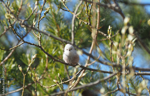 long-tailed tit on twigs in the forest