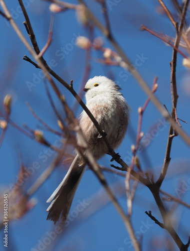 long-tailed tit on twigs in the forest