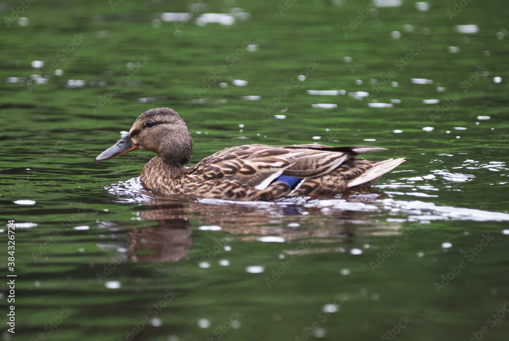 ducks on the river bank. summer ducks on the river bank. summer