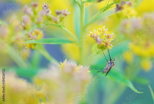 mosquito on flowers golden rod