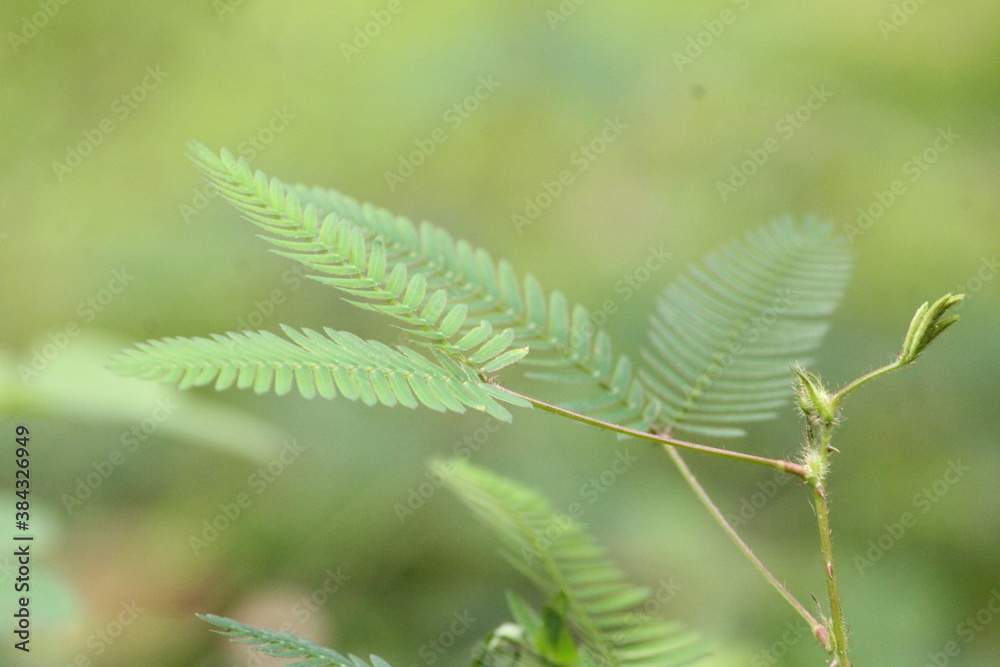 close up of leaf close up of leaf