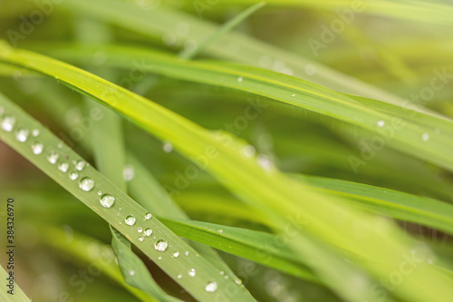 Closeup macro shot of beautiful dewdrops on green blades of grass in summer