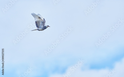 beautiful dove in flight. Summer