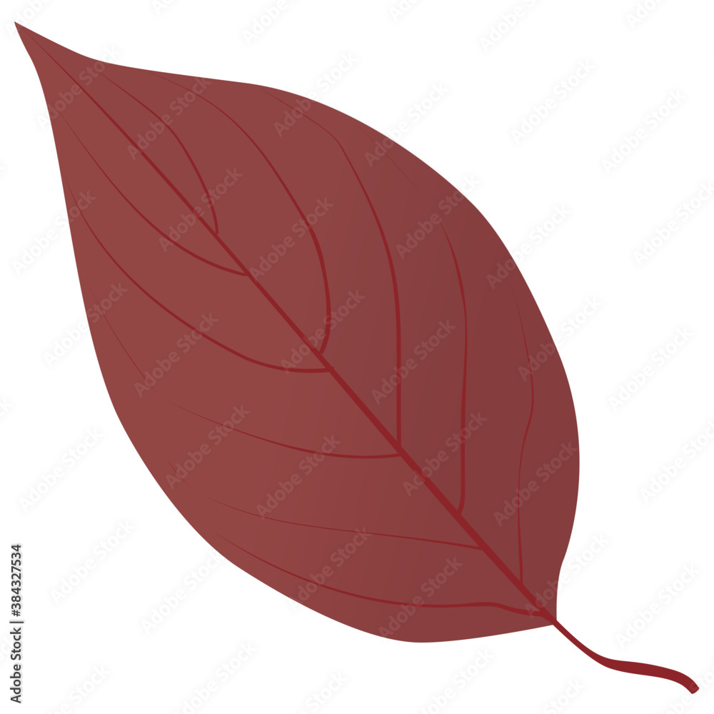 An aspen leaf from the birch tree also called orange leaf
An aspen leaf from the birch tree also called orange leaf
