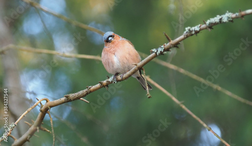 Photos finch on tree branches in forest