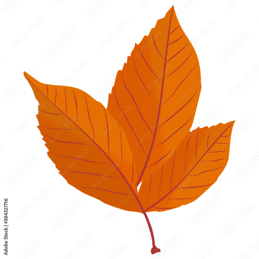 Fototapeta premium A dried oak leaf is a autumn leaf in yellow color 