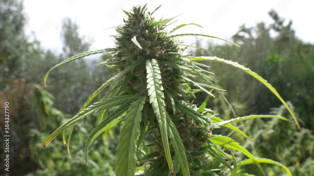 A large green flowering bud on a marijuana plant