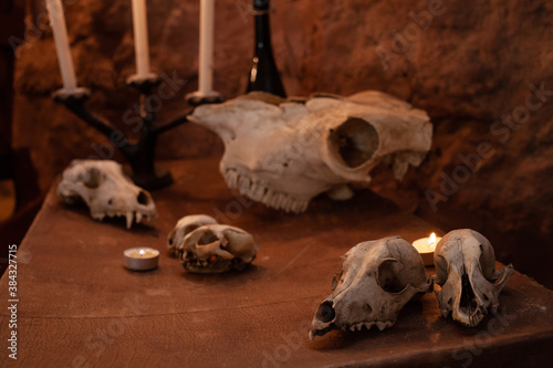 Photo zone in the studio for Halloween. Dramatic intimidating, scenery for All Saints Day celebrations. October 31, photo studio. Skulls of animals on an old suitcase.