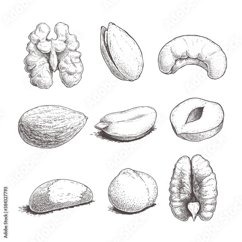 Different nuts set. Sketch style hand drawn seeds. Walnut, pistachio, cashew, almond, peanut, hazelnut, brazil nut, macadamia and pecan. Vector illustrations. Organic food.