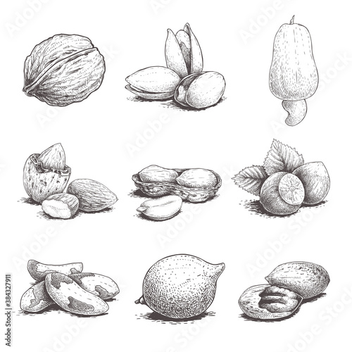 Different nuts set. Sketch style hand drawn nuts with nutshells. Walnut, pistachio, cashew, almond, peanut, hazelnut, brazil nut, macadamia and pecan. Vector illustrations. Organic food.