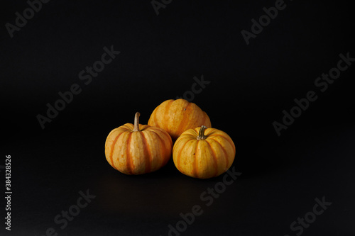 Pumpkins in the black background ready for Halloweens and fall festivities 