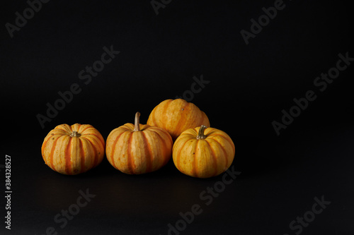 Pumpkins in the black background ready for Halloweens and fall festivities 