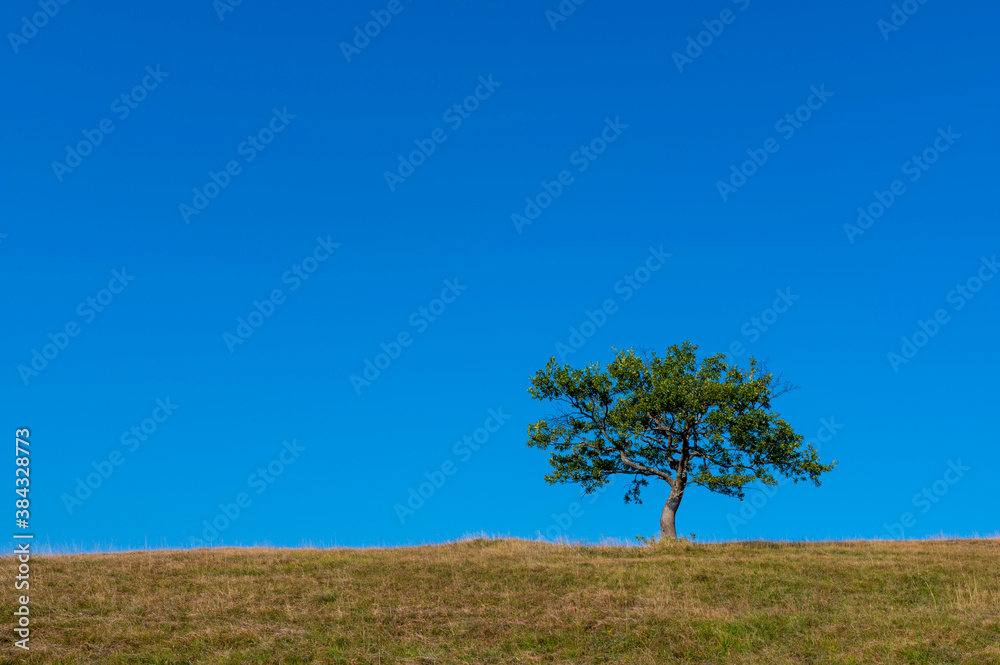 Lonely tree at the empty green field with blue sky in the background Lonely tree at the empty green field with blue sky in the background