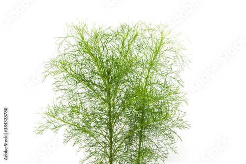 Eupatorium capillifolium  Artemisia annua on white background.