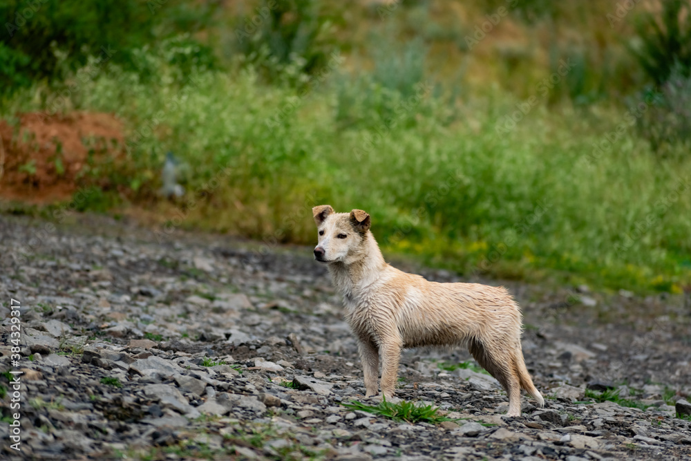 Dog of small size, without breed, with light hair, wet from the rain. A stray free pet, a simple little dog in nature among rocks Dog of small size, without breed, with light hair, wet from the rain. A stray free pet, a simple little dog in nature among rocks