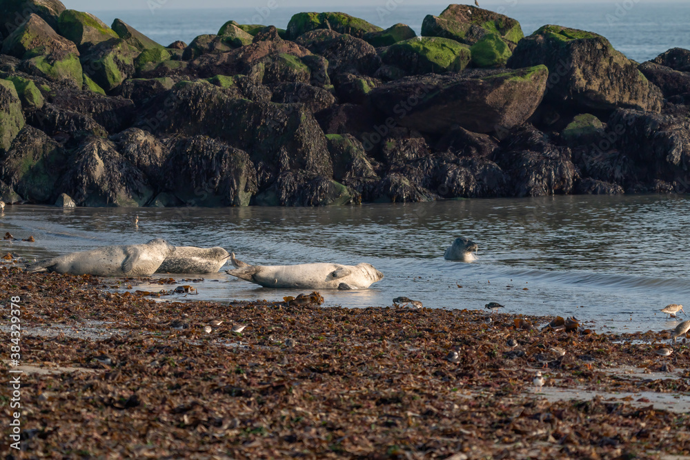 Wild gray seal colony in the sea. Lots of seaweed. Group with different shapes and sizes of gray seal. Dune, Germany Wild gray seal colony in the sea. Lots of seaweed. Group with different shapes and sizes of gray seal. Dune, Germany