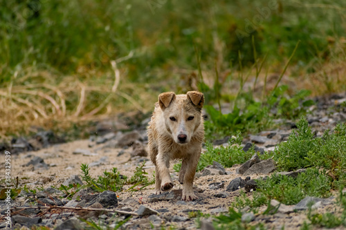 Dog of small size, without breed, with light hair, wet from the rain. A stray free pet, a simple little dog in nature among rocks