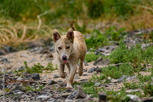 Dog of small size, without breed, with light hair, wet from the rain. A stray free pet, a simple little dog in nature among rocks and vegetation © Анна Иванова