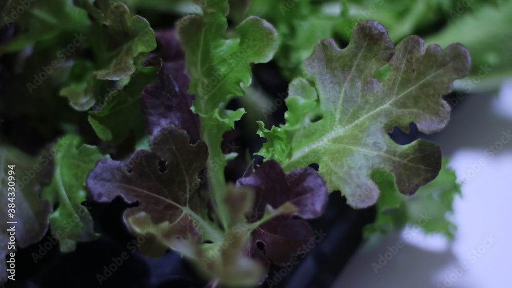 leaves of a lettuce leaves of a lettuce