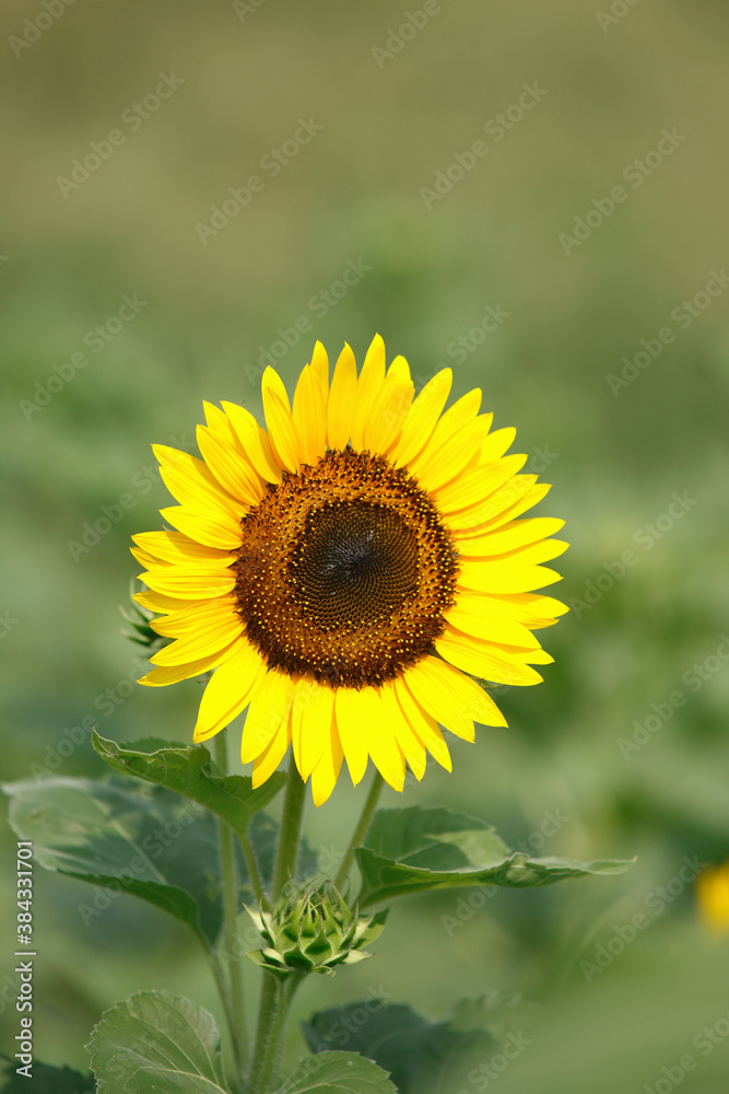 Fototapeta premium ヒマワリ