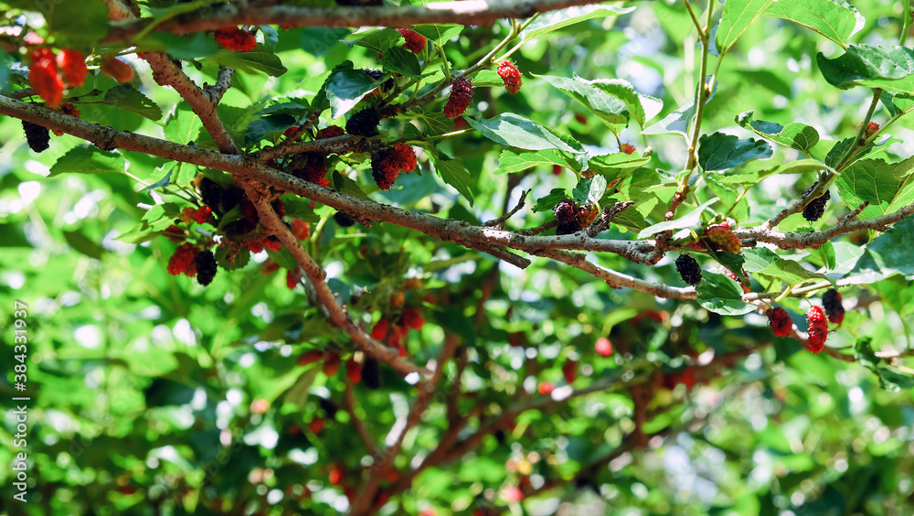 Image of Fresh mulberries on the branch in farm Image of Fresh mulberries on the branch in farm