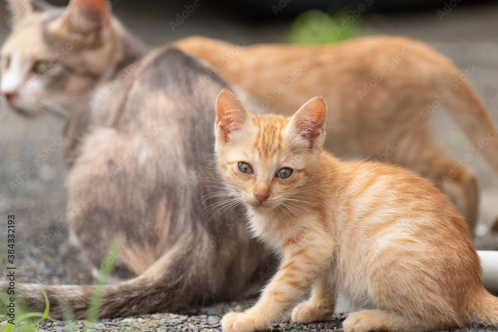 猫の親子