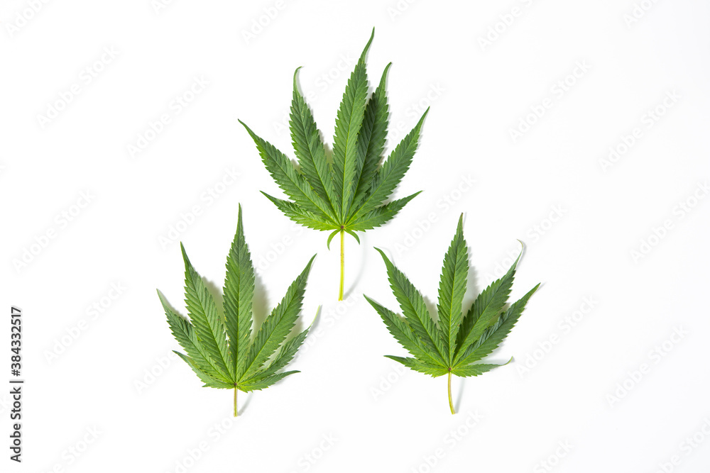 Three leaves of hemp or cannabis on white studio background, top view. Medical marijuana Three leaves of hemp or cannabis on white studio background, top view. Medical marijuana