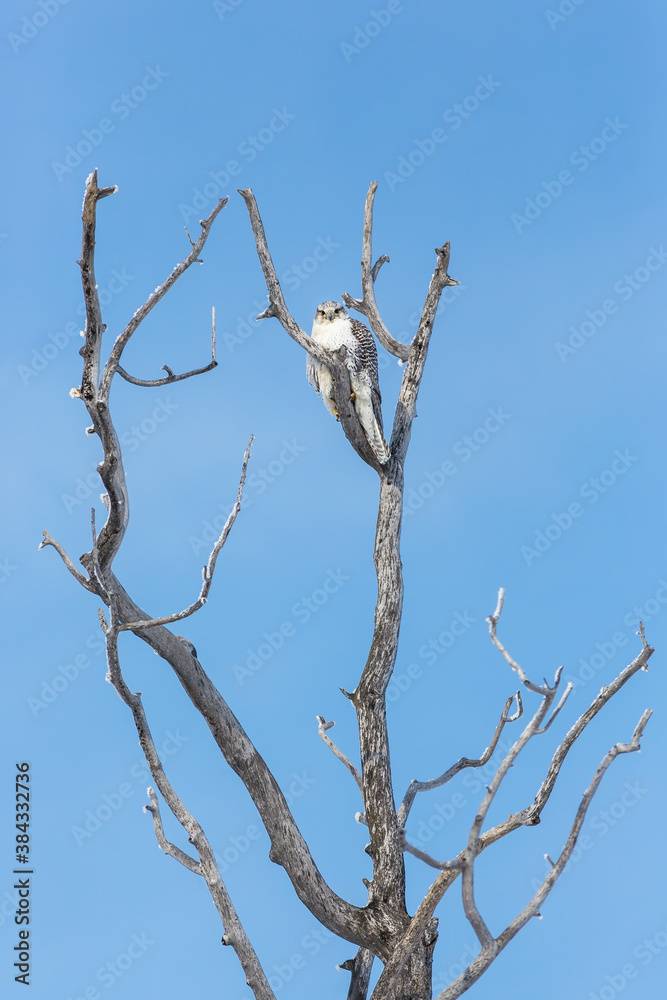 Gyrfalcon sits on the branches of a tree. Wild gyrfalcon (Falco rusticolus) in its natural habitat. Large bird of prey. Wildlife of Chukotka and Siberia. Far East of Russia. Gyrfalcon sits on the branches of a tree. Wild gyrfalcon (Falco rusticolus) in its natural habitat. Large bird of prey. Wildlife of Chukotka and Siberia. Far East of Russia.