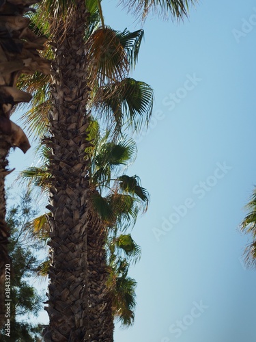 Palm trees and blue sky