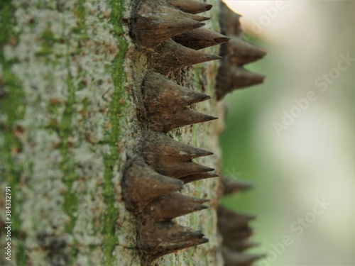 The trunk of bottle tree closeup