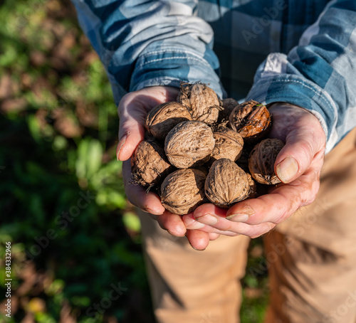 Farmer holding walnuts outdoors photo
