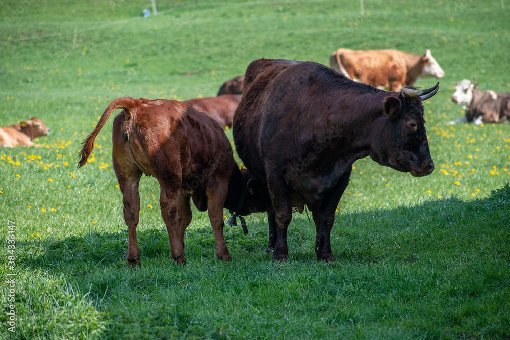 Beautiful swiss cows. Alpine meadows. Mountains. Beautiful swiss cows. Alpine meadows. Mountains.