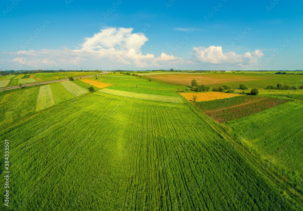 Summer rural landscape. Countryside. Aerial view. Wheat fields and blue sky