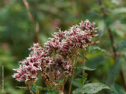 (Eupatorium maculatum) Eupatoire maculée ou pourpre en corymbe plat sur tiges érigées, rougeâtres garnies d'un feuillage lancéolé  photo