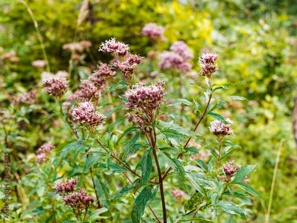 (Eupatorium maculatum) Eupatoire maculée ou pourpre en corymbe plat sur tiges érigées, rougeâtres garnies d'un feuillage lancéolé (Eupatorium maculatum) Eupatoire maculée ou pourpre en corymbe plat sur tiges érigées, rougeâtres garnies d'un feuillage lancéolé
