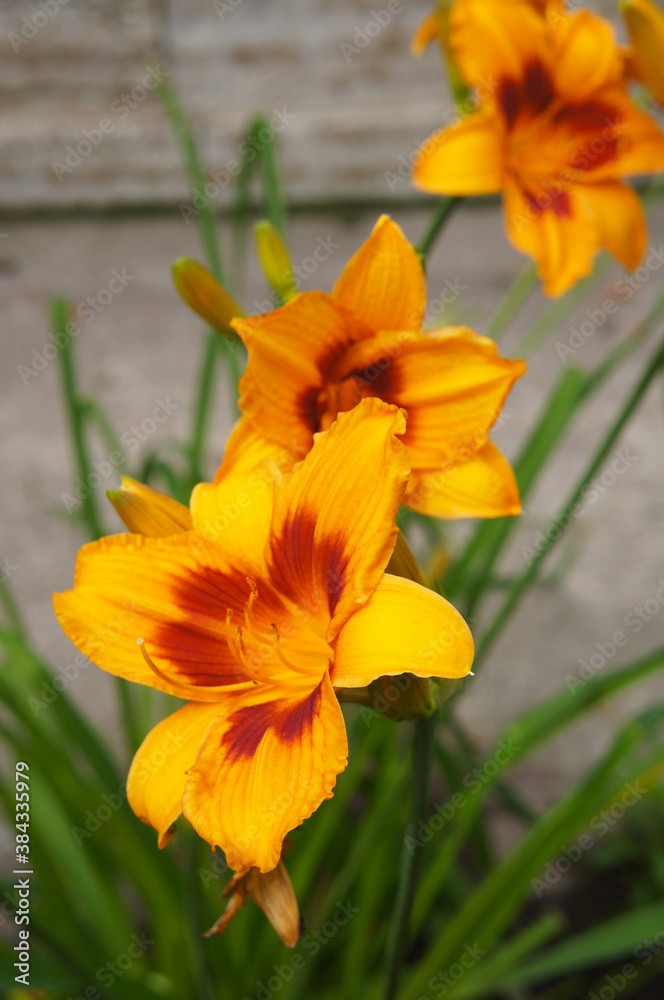 Hemerocallis hybriden bonanza daylily yellow flowers with red core vertcial Hemerocallis hybriden bonanza daylily yellow flowers with red core vertcial