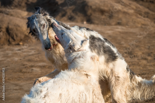 Fényképezés Dogs of the Russian long-haired sighthound breed, also called the Russian wolfho