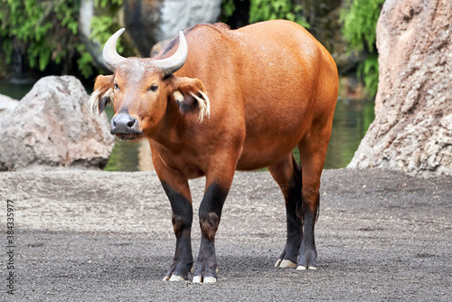 full-length portrait of a beautiful red forest buffalo in its natural environment recreated in a zoo in valencia spain photo