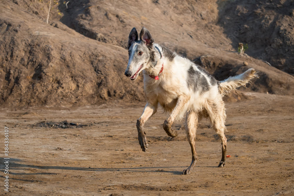 Dog breed Russian long-haired sighthound, also called Russian wolfhound. Dog breed Russian long-haired sighthound, also called Russian wolfhound.